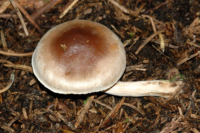 Dunkelscheibiger Fälbling