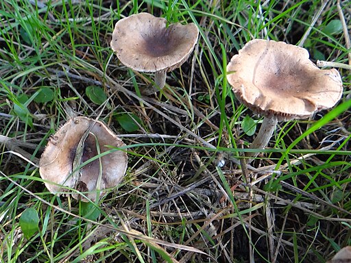 Dunkelscheibiger Fälbling, Hebeloma mesophaeum