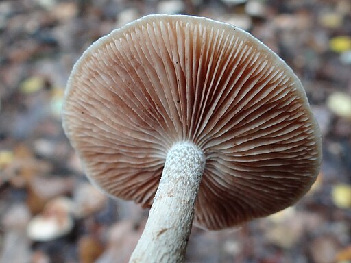 Dunkelscheibiger Fälbling, Hebeloma mesophaeum