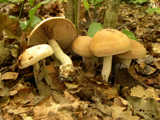 Flockigstieliger Rettich-Fälbling
