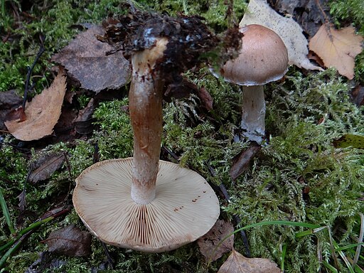 Flockigstieliger Rettich-Fälbling, Hebeloma sinapizans