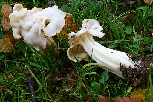 Herbst-Lorchel, Helvella crispa