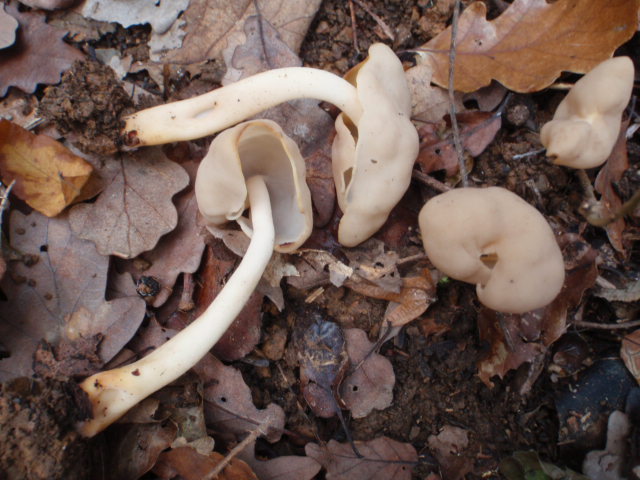 Elastische Lorchel, Helvella elastica