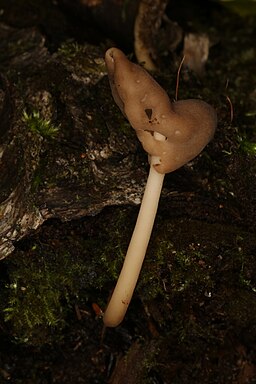Elastische Lorchel, Helvella elastica