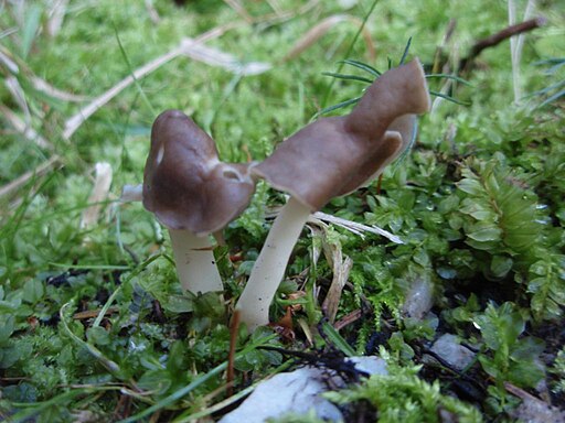Elastische Lorchel, Helvella elastica