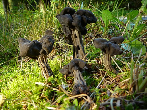 Gruben-Lorchel, Helvella lacunosa