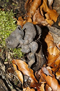 Gruben-Lorchel, Helvella lacunosa