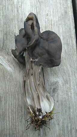 Gruben-Lorchel, Helvella lacunosa