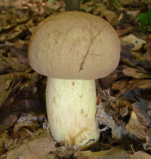 Fahler Röhrling, Hemileccinum impolitum