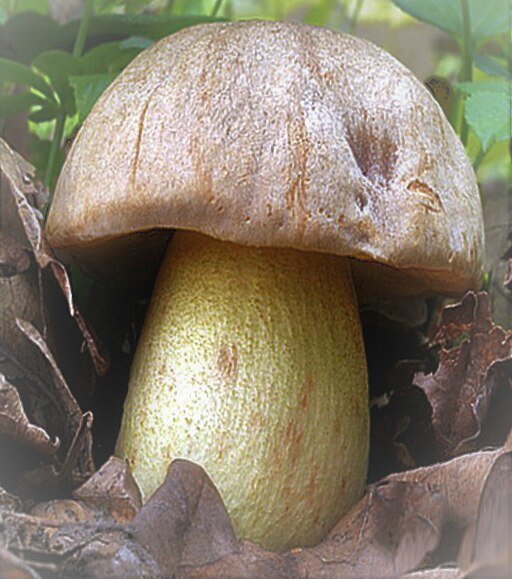 Fahler Röhrling, Hemileccinum impolitum