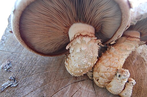 Pappel-Schüppling, Hemipholiota populnea