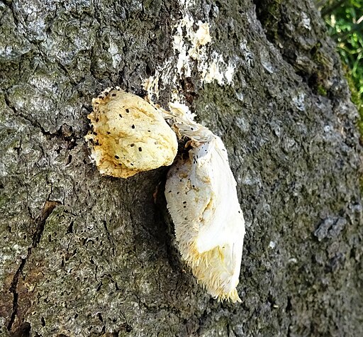 Dorniger Stachelbart, Hericium cirrhatum