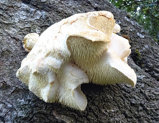 Dorniger Stachelbart, Hericium cirrhatum