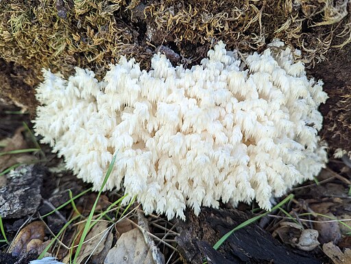 Ästiger Stachelbart, Hericium coralloides