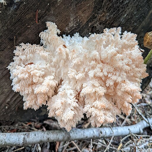 Ästiger Stachelbart, Hericium coralloides