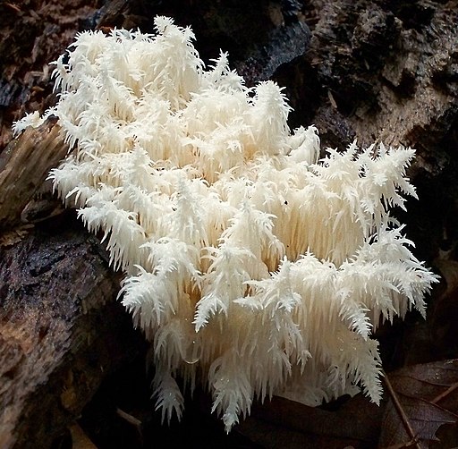 Ästiger Stachelbart, Hericium coralloides