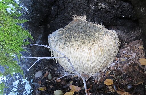 Igel-Stachelbart