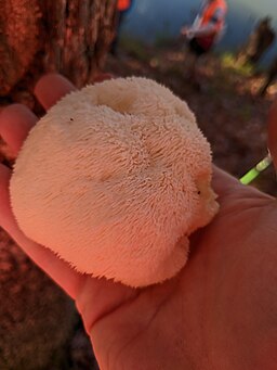 Igel-Stachelbart, Hericium erinaceus