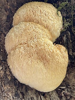Igel-Stachelbart, Hericium erinaceus