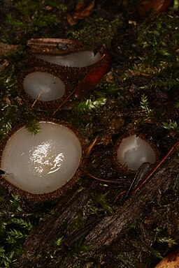 Halbkugeliger Borstenbecherling, Humaria hemisphaerica