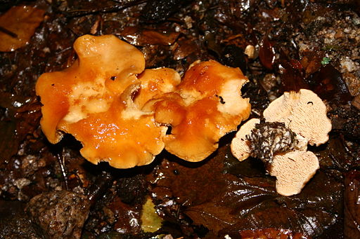 Stoppelpilze, Hydnum
