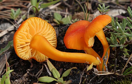 Kalkliebender Filz-Saftling, Hygrocybe calciphila