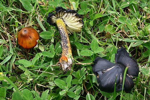 Schwärzender Gelbgrüner Saftling, Hygrocybe conica