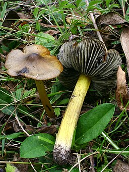 Schwärzender Gelbgrüner Saftling, Hygrocybe conica