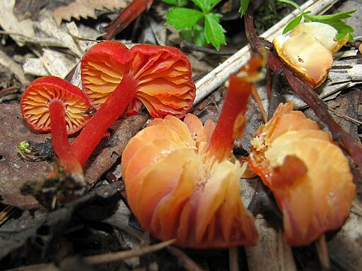 Sumpf-Saftling, Hygrocybe helobia
