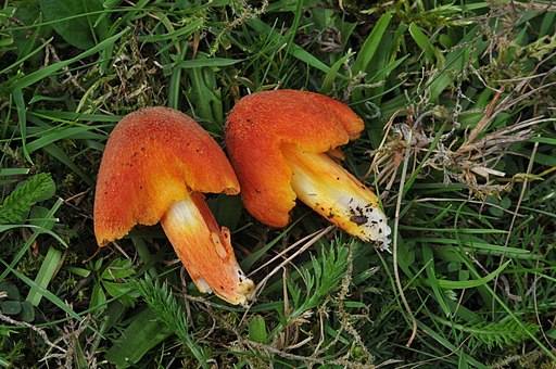 Feuerschuppiger Saftling, Hygrocybe intermedia