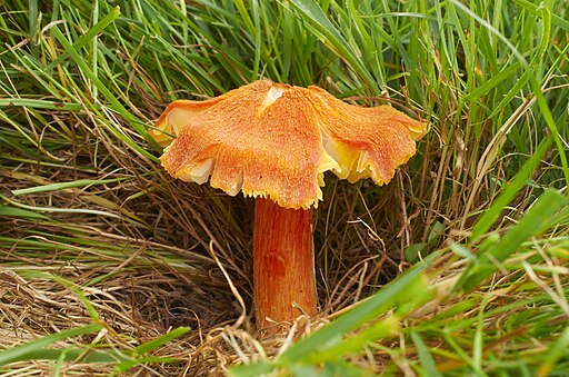 Feuerschuppiger Saftling, Hygrocybe intermedia
