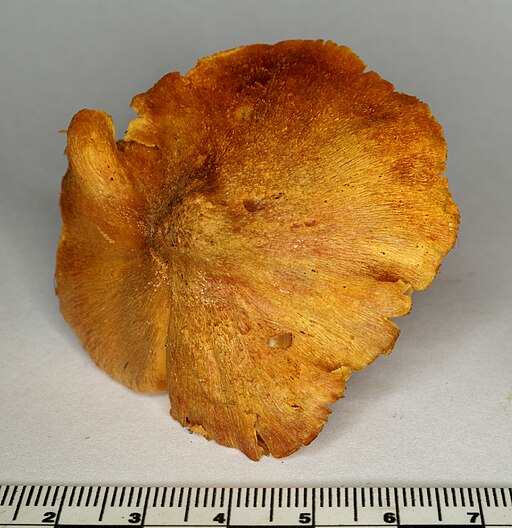 Feuerschuppiger Saftling, Hygrocybe intermedia