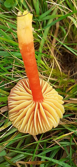 Bitterer Saftling, Hygrocybe mucronella