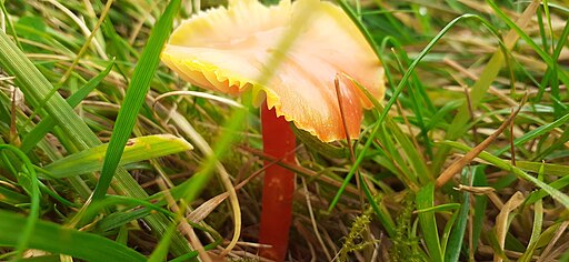 Bitterer Saftling, Hygrocybe mucronella