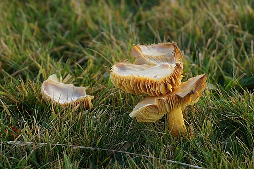 Granatroter Saftling, Hygrocybe punicea