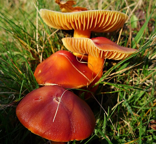 Granatroter Saftling, Hygrocybe punicea