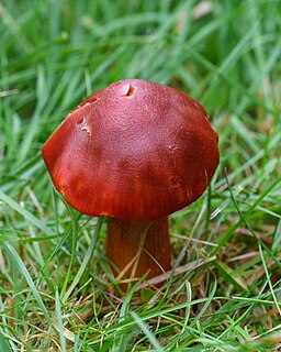 Granatroter Saftling, Hygrocybe punicea