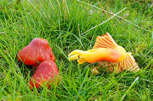 Prächtiger Saftling, Hygrocybe splendidissima