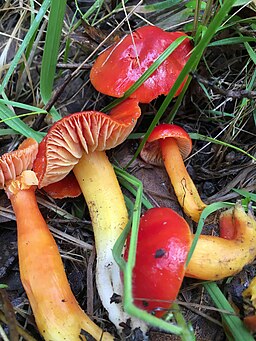 Prächtiger Saftling, Hygrocybe splendidissima