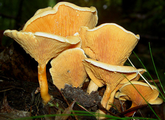 Weissblättriger Afterleistling, Hygrophoropsis aurantiaca