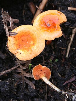Weissblättriger Afterleistling, Hygrophoropsis aurantiaca