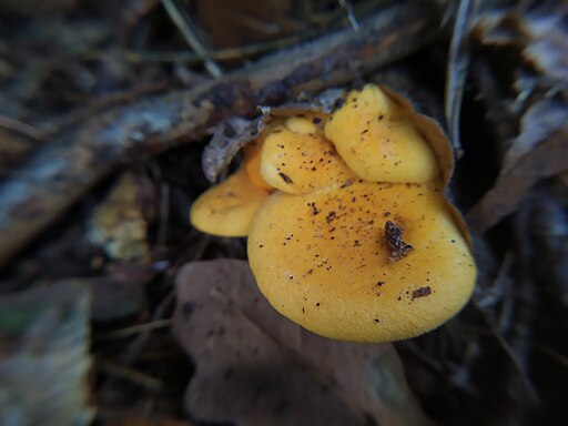 Weissblättriger Afterleistling, Hygrophoropsis aurantiaca