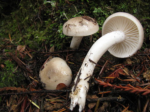 Wohlriechender Schneckling