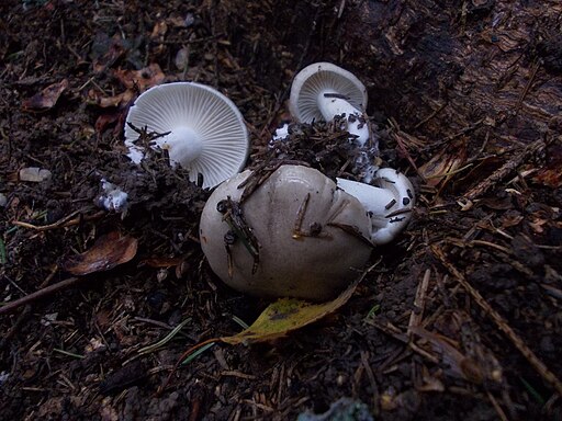 Wohlriechender Schneckling, Hygrophorus agathosmus