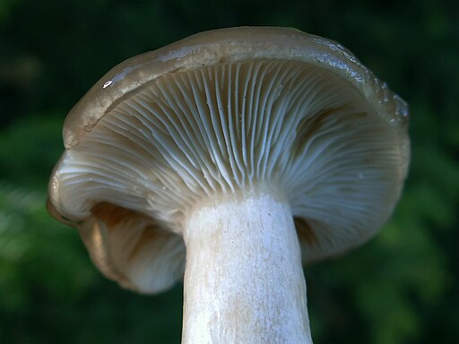 Wohlriechender Schneckling, Hygrophorus agathosmus