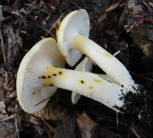 Goldzahn-Schneckling, Hygrophorus chrysodon
