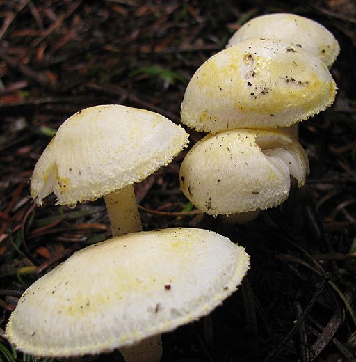 Goldzahn-Schneckling, Hygrophorus chrysodon