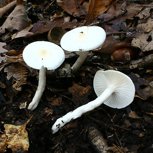 Nichtverfärbender Schneckling, Hygrophorus cossus