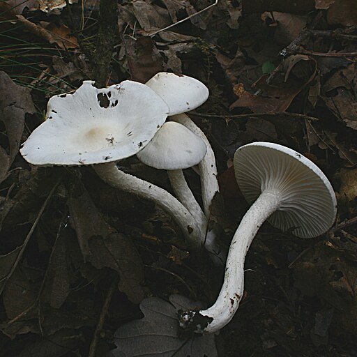 Nichtverfärbender Schneckling, Hygrophorus cossus
