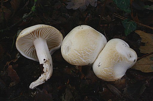 Verfärbender Schneckling